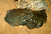 Colorado River Toads