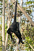 Peruvian spider monkey