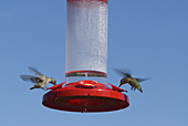 Anna's hummingbirds at feeder