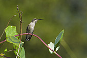 Anna's hummingbird resting