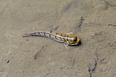Blue-spotted mudskipper