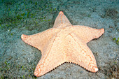 Cushion Sea Star