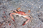Ocellate Swimming Crab