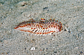 Red-Tipped Fireworm
