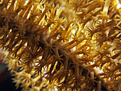 Black Sea Rod (Macro)