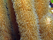 Pillar Coral