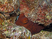 Common Day Octopus