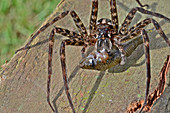 Dark Fishing Spider with fish