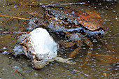 Crab attacking truncate-snouted frog