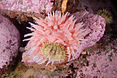 Anemone eating urchin