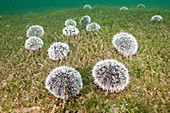 West Indian Sea Egg Urchin