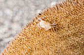 Sanddollar Pea Crab