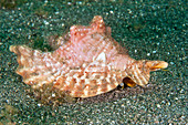 Roostertail Conch