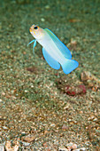 Bluebar Jawfish