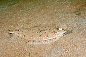 Dusky Flounder