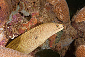 Golden Tail Moray