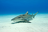 Lemon shark with remoras