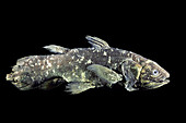 Coelacanth Specimen