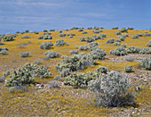 Mojave Desert in Spring