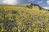 Desert Flowers,Utah