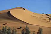 Saudi Arabian Desert