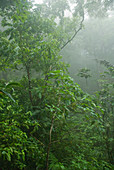 Rainforest on Mount Manucco
