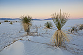 Yuccas at White Sands National Monument