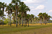 Vereda Habitat