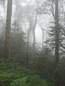 Rainforest on Mt. Kilimanjaro