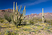 Sonoran Desert Habitat
