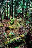 Temperate Rain Forest,Washington State