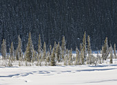 Winter Forest,Banff National Park