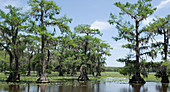 Bald cypress swamp