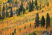 Bishop Creek Canyon