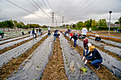 Volunteers Planting Spinach