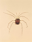 Water Mite