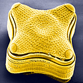 Diatom - Amphitetras