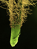 Wheat Root and Hairs,SEM