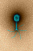 Bacteriophage T4,TEM