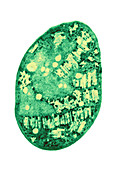 Anabaena Vegetative Cell,EM