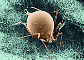 Parasitized Aphid,SEM