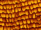Butterfly Wing Scales,SEM