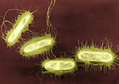 Rod Bacteria,TEM