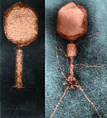 T-even Phage Particles,TEM