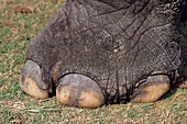 Asian elephant foot