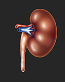 Left Kidney