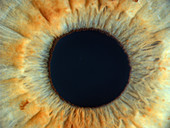 Pupil