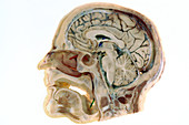 Sagittal Section of Head