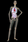 Human Skeleton and Organ Systems