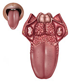 Anatomy of Human Tongue,Illustration